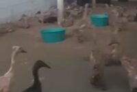 Puskeswan Sukalarang mendampingi BUMDesna Cepetir