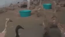 Puskeswan Sukalarang mendampingi BUMDesna Cepetir