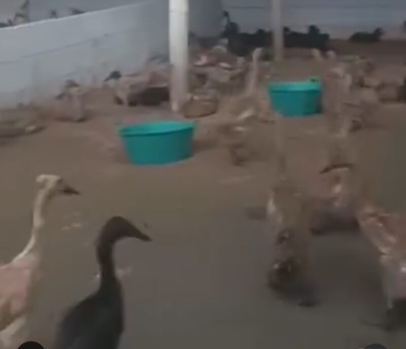 Puskeswan Sukalarang mendampingi BUMDesna Cepetir