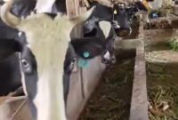 Puskesmas Sukalarang melaksanakan vaksinasi