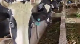 Puskesmas Sukalarang melaksanakan vaksinasi