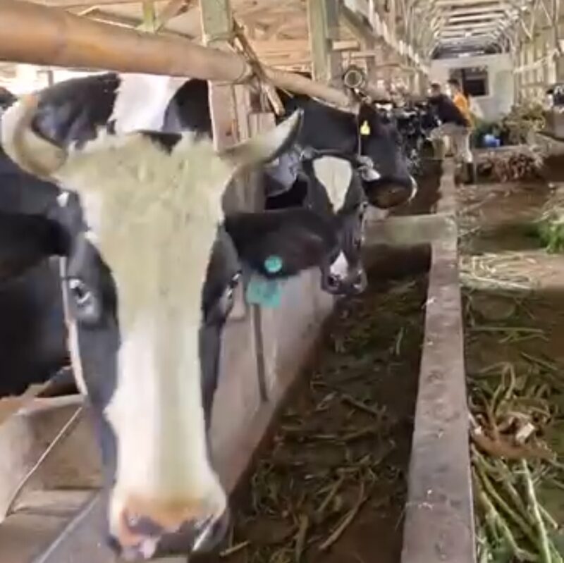 Puskesmas Sukalarang melaksanakan vaksinasi