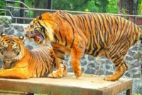 Kebun Binatang Bandung (Bandung Zoo).