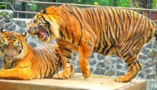 Kebun Binatang Bandung (Bandung Zoo).