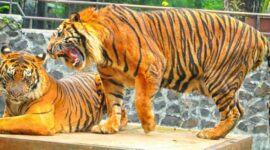 Kebun Binatang Bandung (Bandung Zoo).