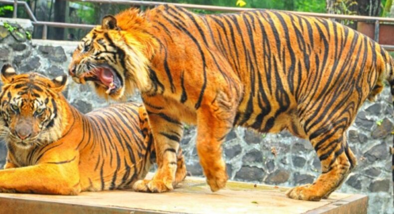 foto slider headline