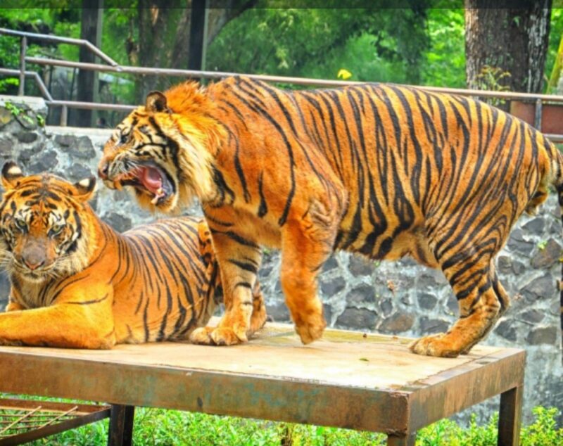 Kebun Binatang Bandung (Bandung Zoo).