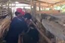 Dinas Peternakan Kabupaten Sukabumi melalui Tim Puskeswan Sukalarang 
