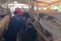 Dinas Peternakan Kabupaten Sukabumi melalui Tim Puskeswan Sukalarang