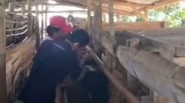 Dinas Peternakan Kabupaten Sukabumi melalui Tim Puskeswan Sukalarang 