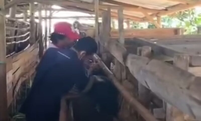 Dinas Peternakan Kabupaten Sukabumi melalui Tim Puskeswan Sukalarang 