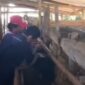 Dinas Peternakan Kabupaten Sukabumi melalui Tim Puskeswan Sukalarang 