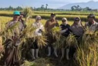 Panen Serap Gabah (Sergab) Bulog di Poktan Bibilintik II, Desa Langensari, Kecamatan Sukaraja,