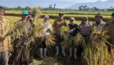 Panen Serap Gabah (Sergab) Bulog di Poktan Bibilintik II, Desa Langensari, Kecamatan Sukaraja,