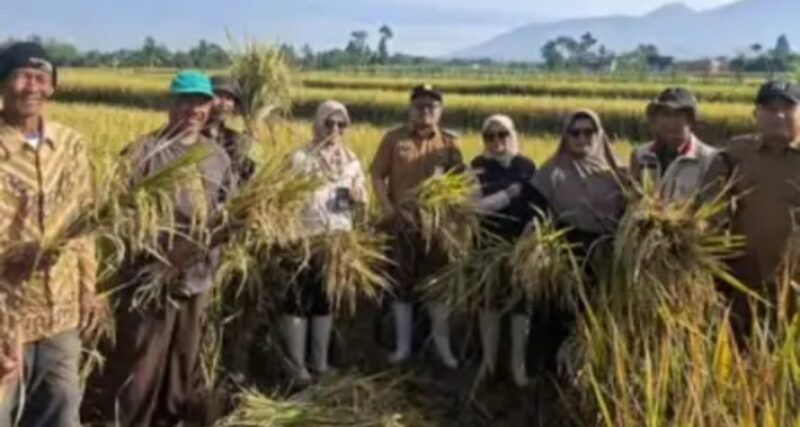 Panen Serap Gabah (Sergab) Bulog di Poktan Bibilintik II, Desa Langensari, Kecamatan Sukaraja,