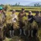 Panen Serap Gabah (Sergab) Bulog di Poktan Bibilintik II, Desa Langensari, Kecamatan Sukaraja,
