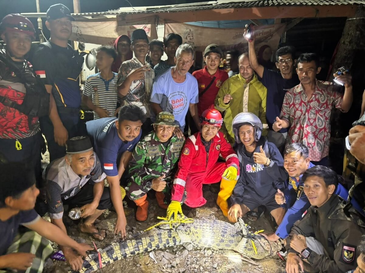 Satu ekor buaya sepanjang sekitar 3 meter dengan berat diperkirakan 70 kilogram